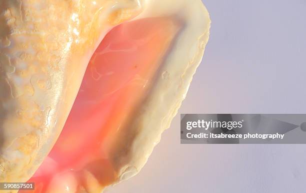 Common Ear Shell 411 Ear Shells Stock Photos, High-Res Pictures, and Images - Getty Images