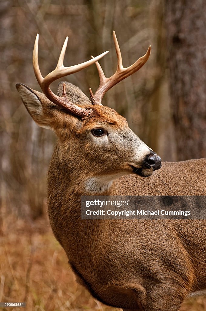 White-tailed Deer buck