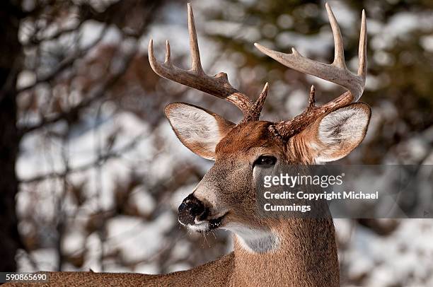 white-tailed deer buck - white tailed deer stock-fotos und bilder