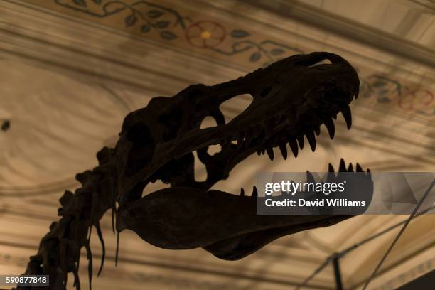 dinosaur at the natural history museum in south kensington - ロンドン自然史博物館 スト��ックフォトと画像