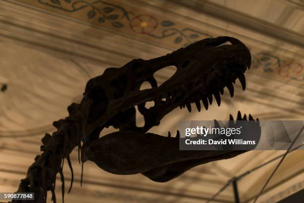 dinosaur at the natural history museum in south kensington - natural history museum london stock pictures, royalty-free photos & images