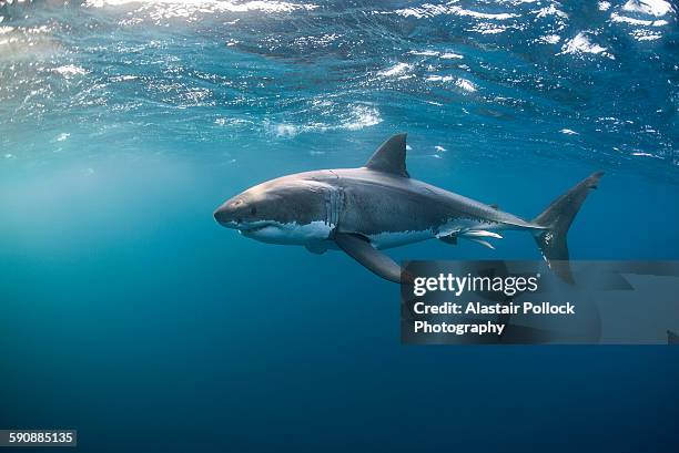 great white shark at the surface - great white shark stock-fotos und bilder