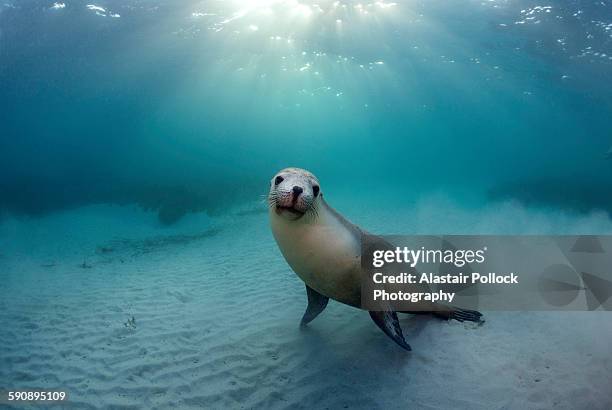 australian sea lion in the morning sun - port lincoln stockfoto's en -beelden