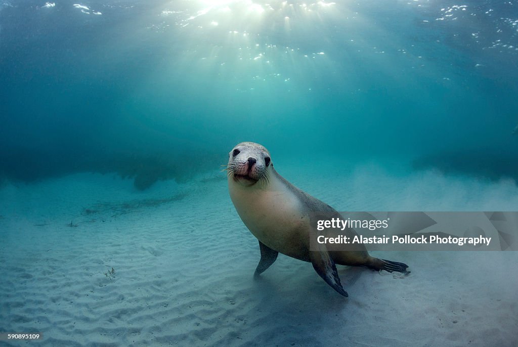 Australian Sea Lion in the Morning Sun