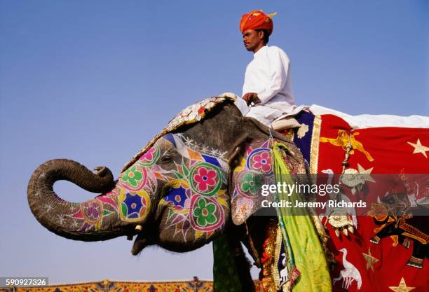 annual march rajasthan elephant festival - peinture corporelle photos et images de collection