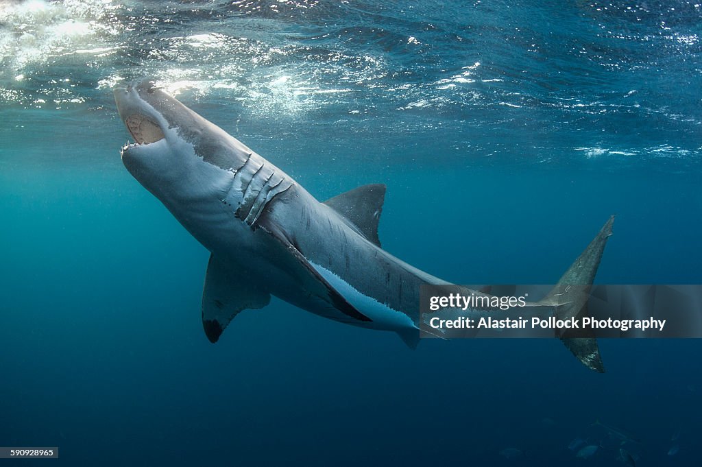 Great white shark with jaws open