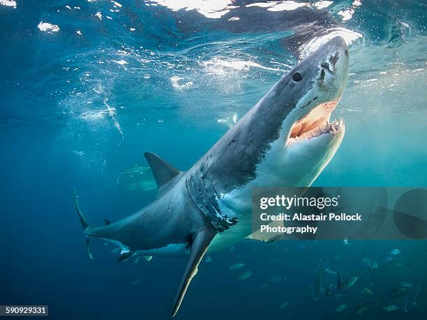 great white shark with open jaws - shark imagens e fotografias de stock