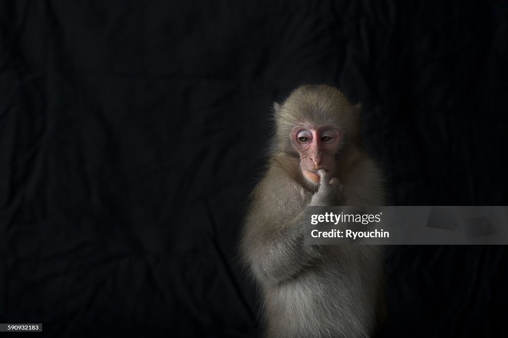 Japanese monkey, Monkey northern limit