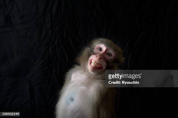 japanese monkey, monkey northern limit - macaque stock-fotos und bilder