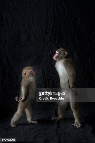 japanese monkey, monkey northern limit - japanese macaque stock pictures, royalty-free photos & images