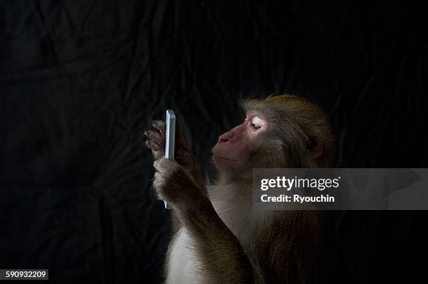 japanese monkey, monkey northern limit - snow monkeys stock-fotos und bilder