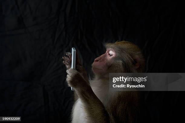 japanese monkey, monkey northern limit - animal behavior fotografías e imágenes de stock