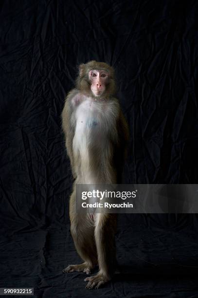 japanese monkey, monkey northern limit - 猿 ストックフォトと画像