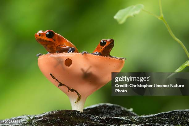 strawberry poison-dart frog pair inside fungus - poison dart frog stock pictures, royalty-free photos & images