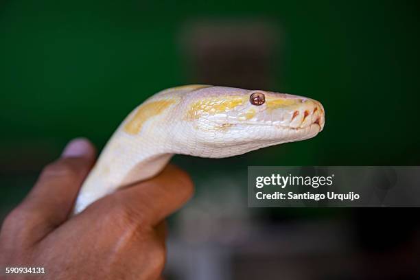 1,186 Hands Holding A Snake Stock Photos, High-Res Pictures, and Images ...
