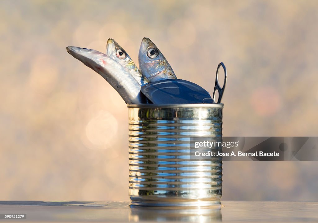 Tin of conserve and fresh sardines