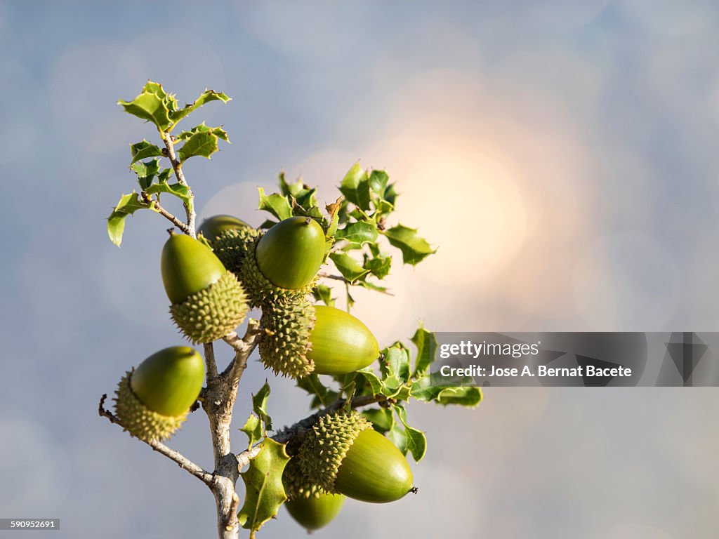 Branch of an oak with acorns