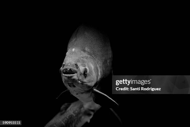 abyssal fish - blackdevil fish stock pictures, royalty-free photos & images