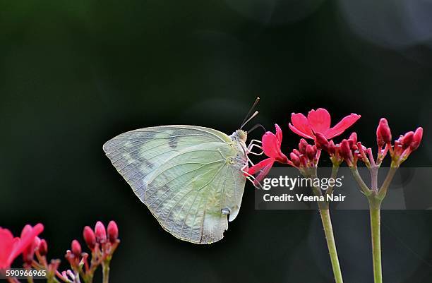 the common emigrant,female. - butterfly maharashtra stock pictures, royalty-free photos & images