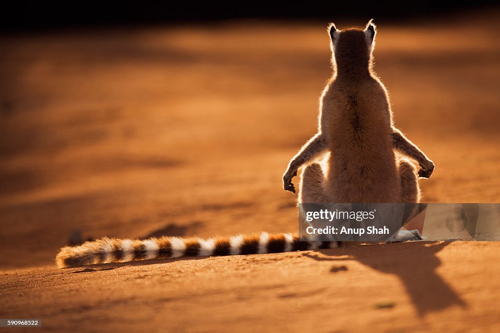 Ring-tailed Lemur 'sunning' in the early morning light to warm themselves