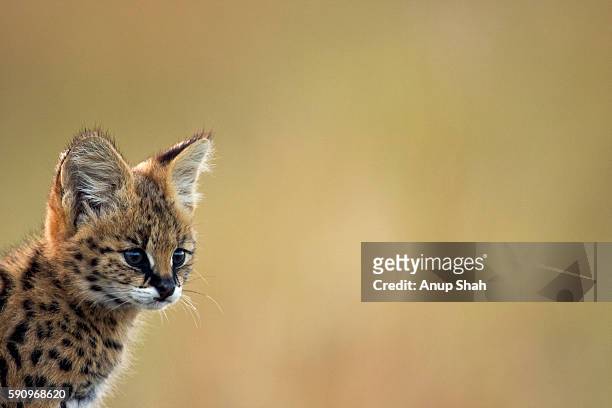 serval kitten portrait - serval stockfoto's en -beelden