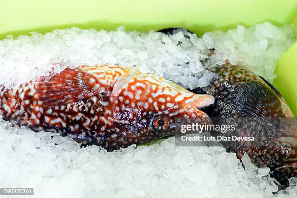 Ballan Rass Ballan Wrasse Photos and Premium High Res Pictures - Getty Images