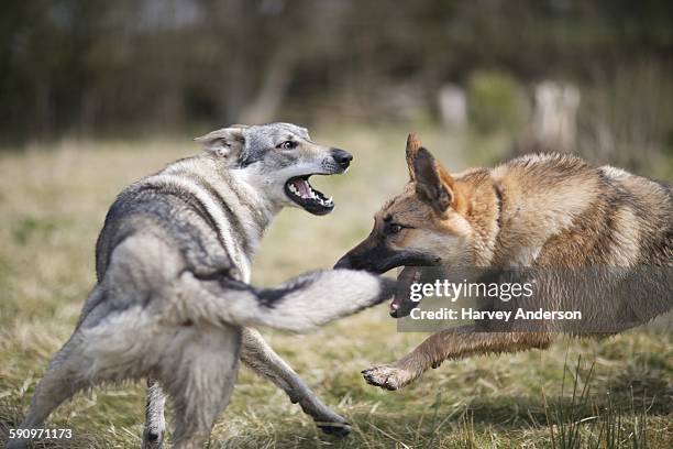 wolf fight - wolf imagens e fotografias de stock