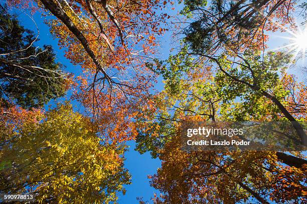 canopy of colourful trees - bedford nova scotia bildbanksfoton och bilder