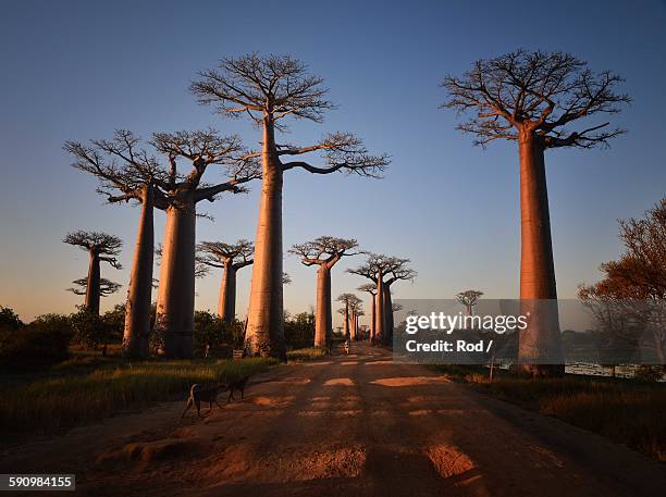 allees des baobabs - affenbrotbaum stock-fotos und bilder