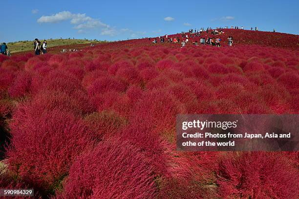 kochia scoparia at hitachi seaside park, japan - ibaraki stock pictures, royalty-free photos & images