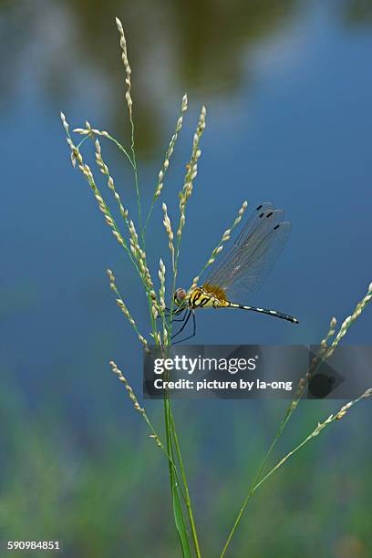 long-legged marsh glider female - olhos castanho claros - fotografias e filmes do acervo
