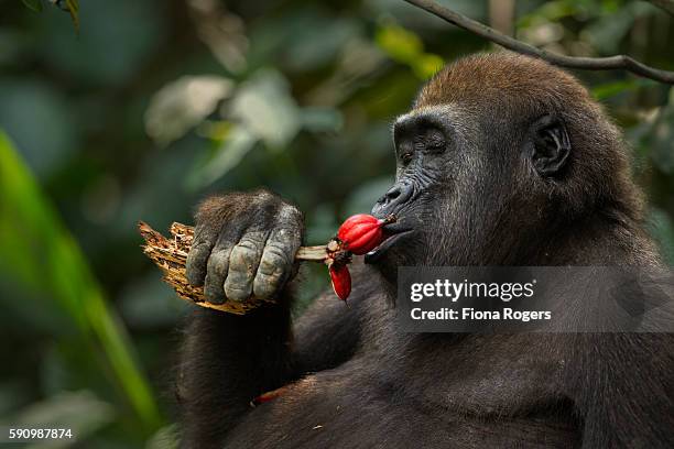 western lowland gorilla juvenile male 'mobangi' aged 5 years feeding on fruit - gorilla fotografías e imágenes de stock