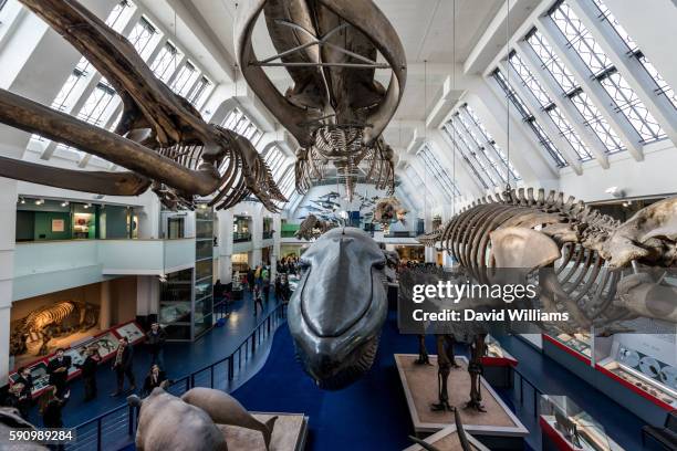 the mammals display hall at the natural history museum in south kensington, london, a world famous museum exhibiting a vast range of specimens covering botany, entomology, minerology, palaeontology and zoology. - naturhistorisches museum von london stock-fotos und bilder