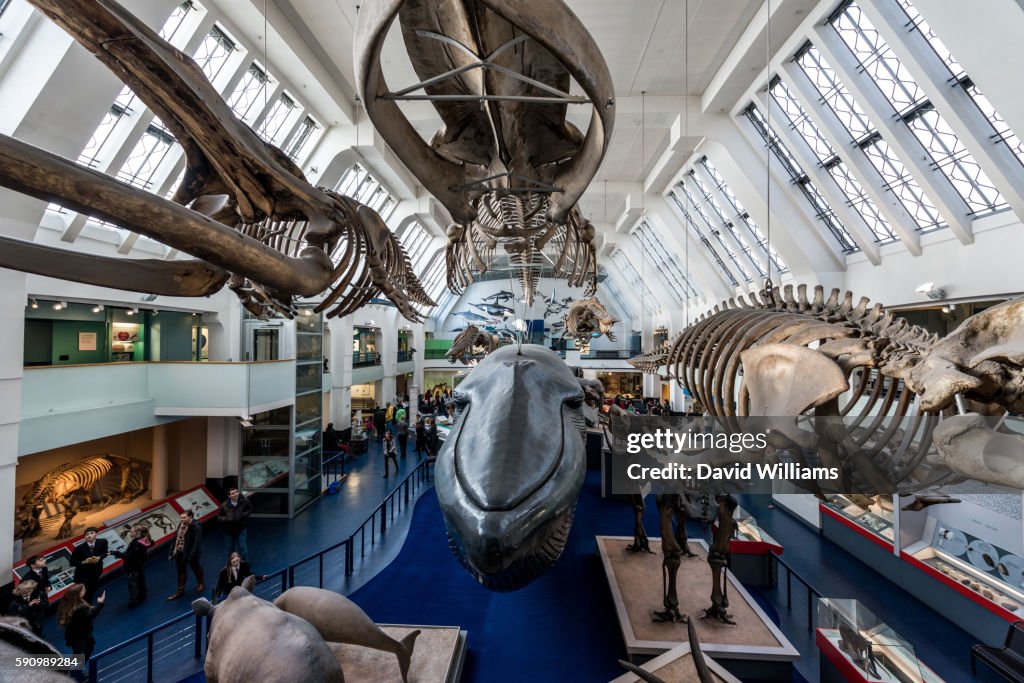 The mammals display hall at the Natural History Museum in South Kensington, London, a world famous museum exhibiting a vast range of specimens covering botany, entomology, minerology, palaeontology and zoology.
