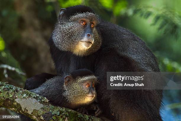 Blue Monkey Female And Baby Aged 912 Months Sitting In A Tree High