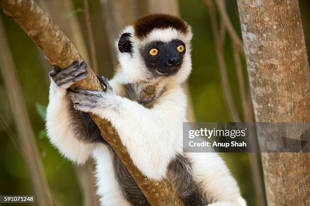 verreaux's sifaka clinging to a tree - lemur stockfoto's en -beelden