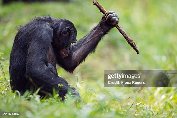 bonobo mature male 'manono' aged 17 years digging for roots with a stick tool - chimpanzee stock-fotos und bilder