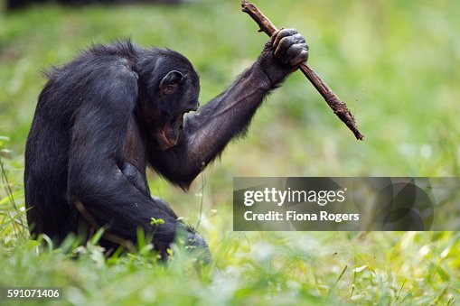 Bonobo mature male 'Manono' aged 17 years digging for roots with a stick tool Bonobo mature male 'Manono' aged 17 years digging for roots with a stick tool