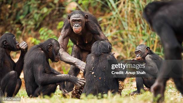 bonobo female in centre of a group feeding on palm nuts - chimpanzee stock-fotos und bilder