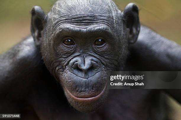 bonobo female 'tshilomba' head and shoulders portrait - chimpanzee stock-fotos und bilder