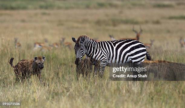 Zebra Injuries 368 Spotted Zebra Stock Photos, High-Res Pictures, and Images - Getty ...