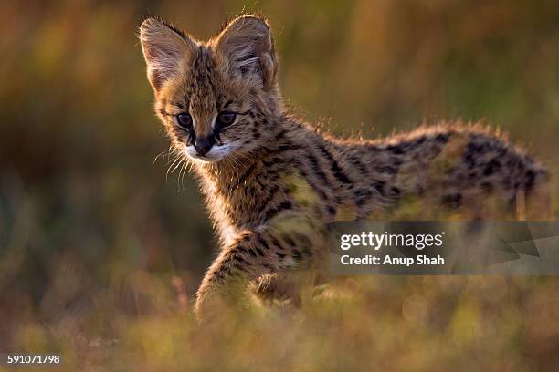 serval kitten walking - serval stockfoto's en -beelden