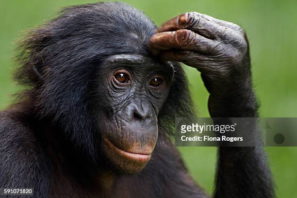 portrait of adolescent bonobo - chimpanzee stock-fotos und bilder