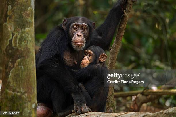 western chimpanzee female 'fanle' aged 13 years sitting with her son 'flanle' aged 3 years - western chimpanzee stock pictures, royalty-free photos & images