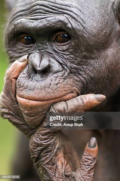 bonobo mature male 'makali' looking thoughtful head portrait - chimpanzé imagens e fotografias de stock