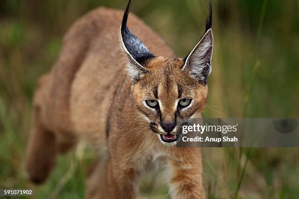 caracal kitten aged about 6 months approaching - portrait - caracal stock pictures, royalty-free photos & images