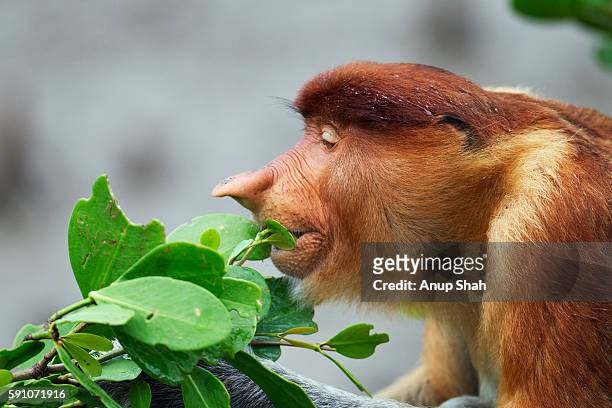 proboscis monkey sub-mature male feeding on leaves - close-up portrait - proboscis monkey stock pictures, royalty-free photos & images
