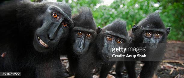 black crested or celebes crested macaques watching closely - macaque stock-fotos und bilder