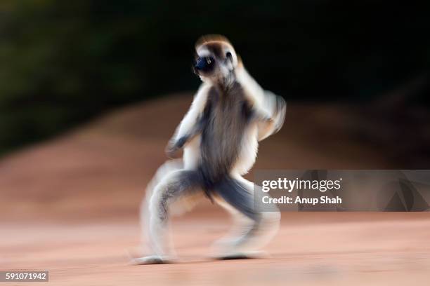 Verreaux's sifaka 'hopping' across open ground to reach new feeding area - slow shutter speed effect