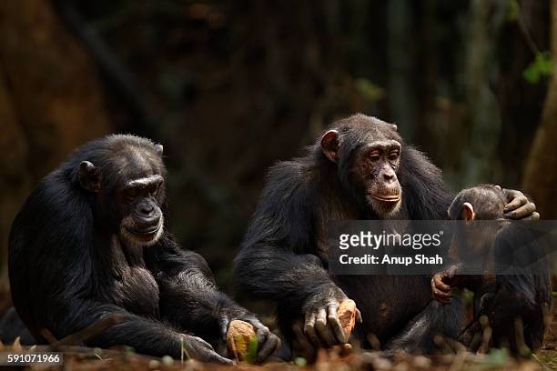 western chimpanzee females 'jire' and 'fanle' using rocks as tools - chimpancé fotografías e imágenes de stock